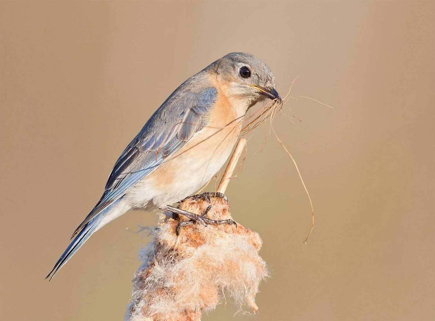 восточная сиалия, eastern bluebird, bluebird, Elizabeth Etkind
