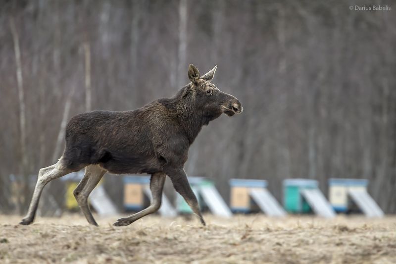 Лось фото превью