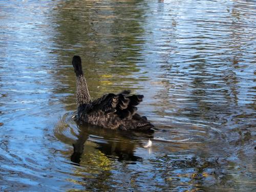 BLACK swans in the blue pond water - a bird, animals in the wild