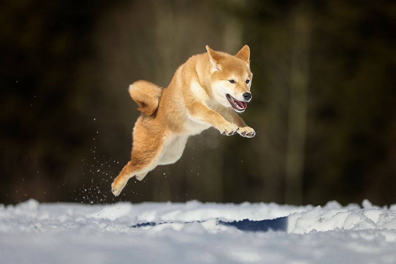 , Андрей Ершов