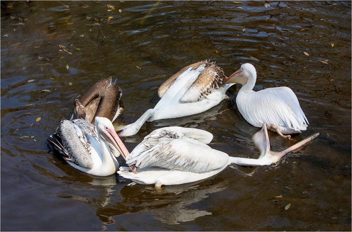 пеликаны, КарОл