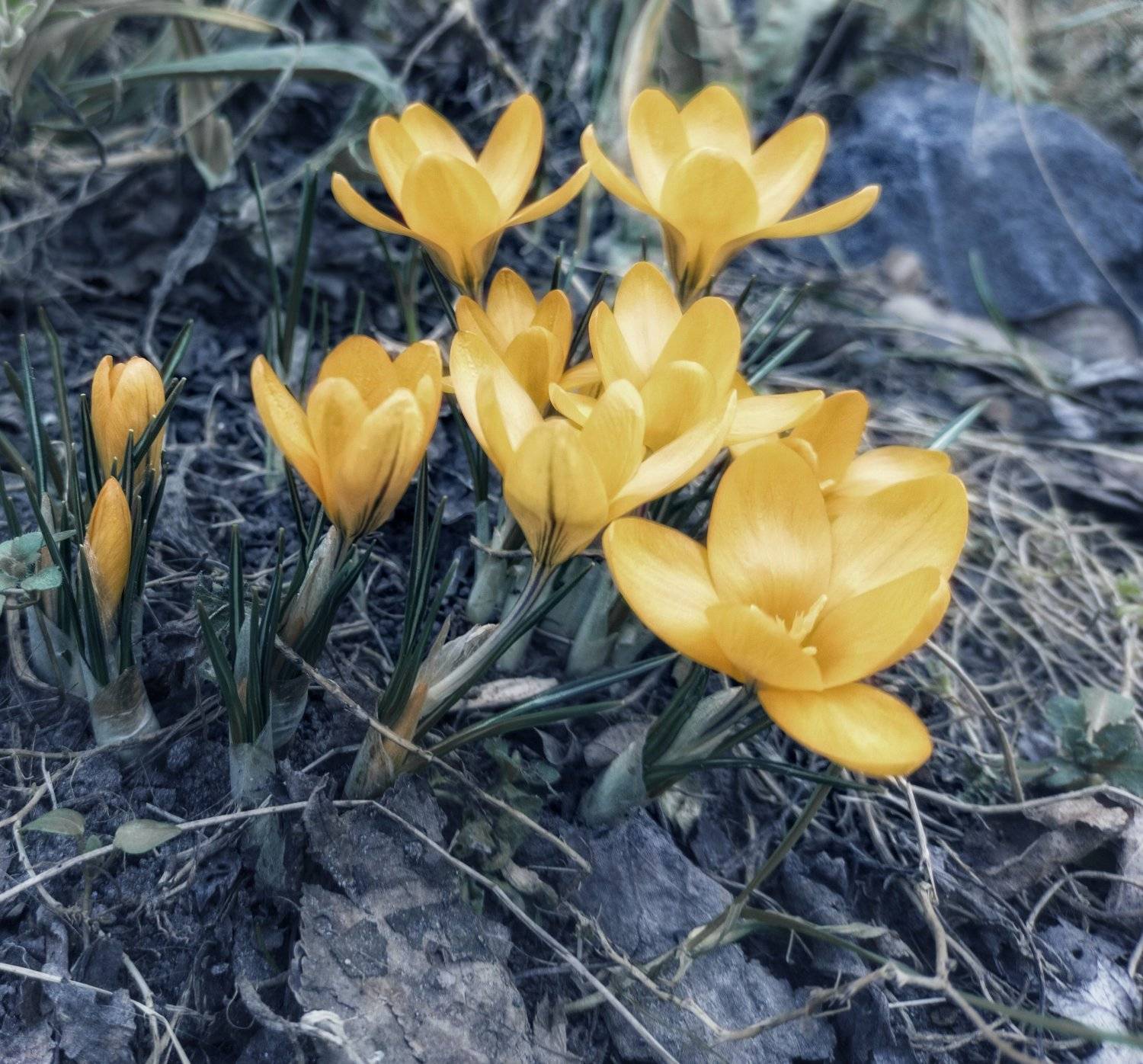 , александр