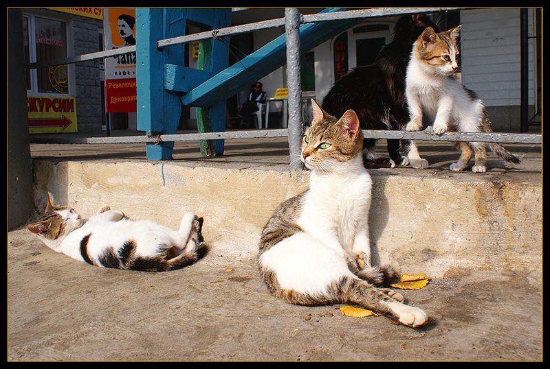 кошки Рай фото превью