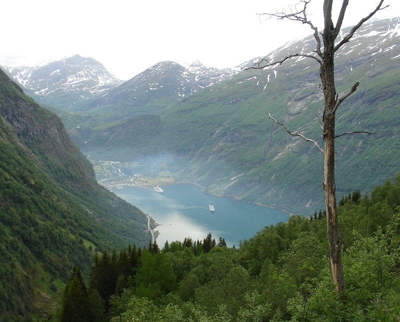 лето.путешествие.норвегия.гейрангер, фьорд.древо.жизнь Древо фото превью