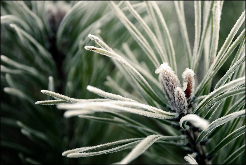 Первые заморозки в лесу фото превью