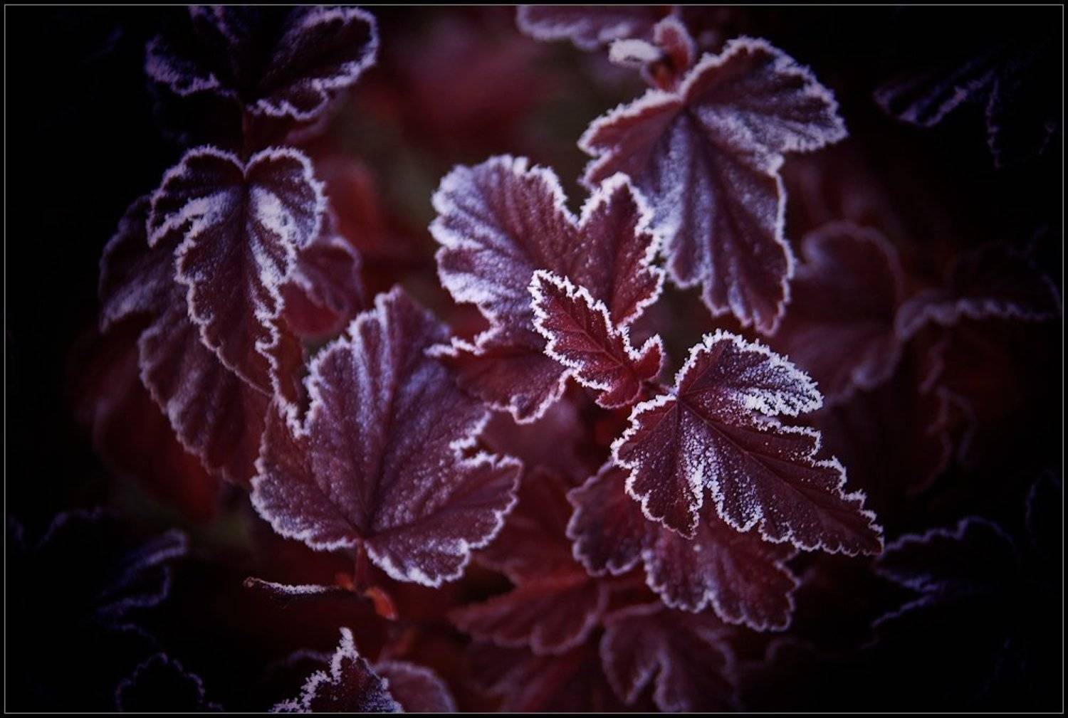 , Самолинов Андрей