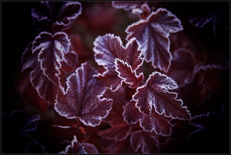 Иней фото превью