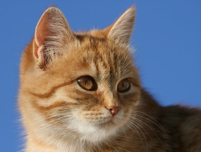 Изольда фото превью