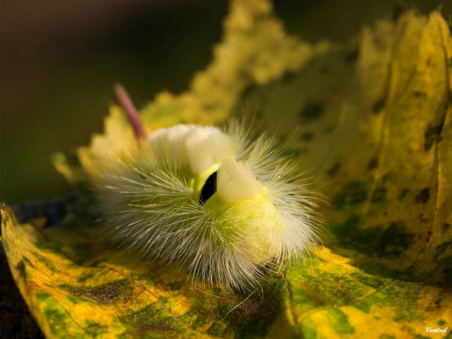 , Венцель Александр