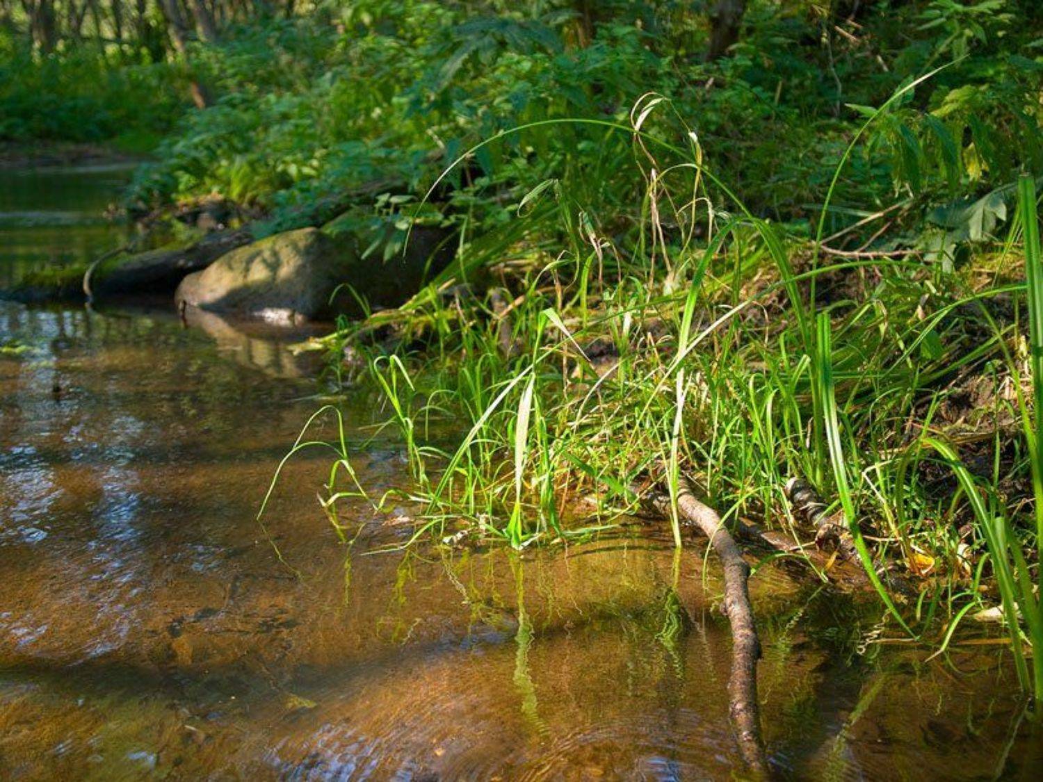 , Венцель Александр