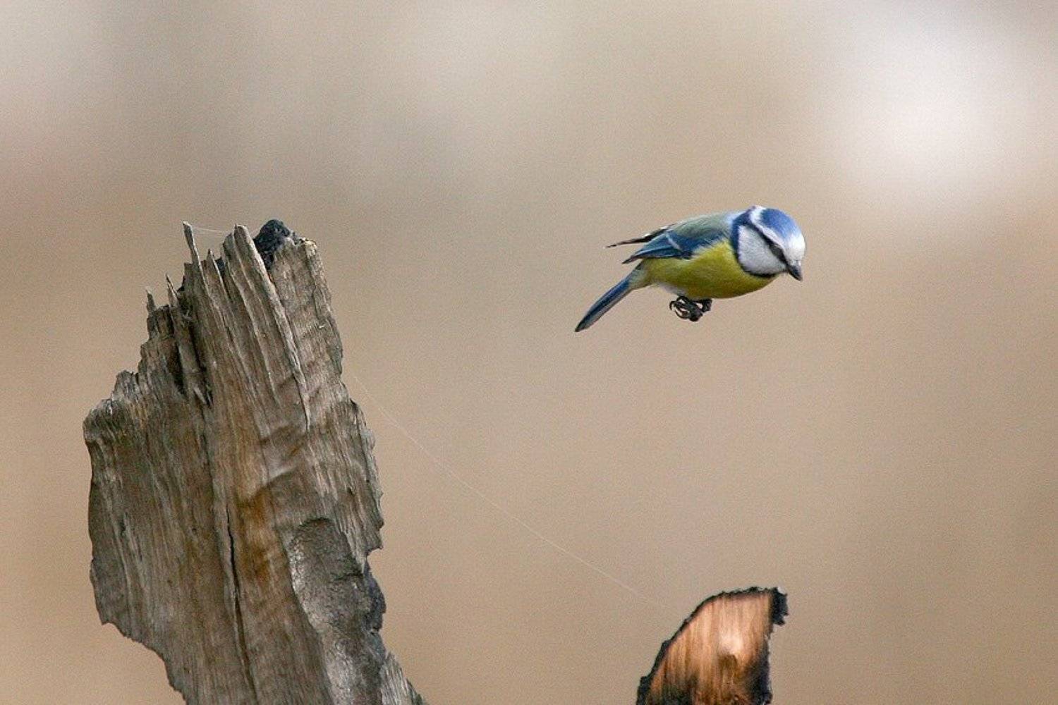 , Владимир Кучеренко