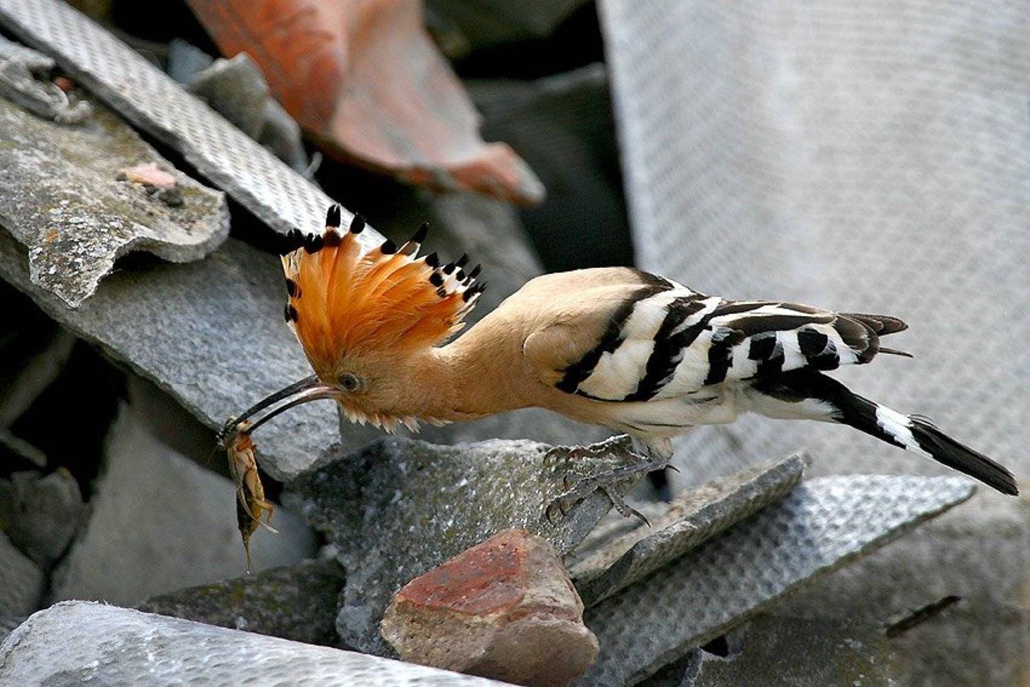 , Владимир Кучеренко