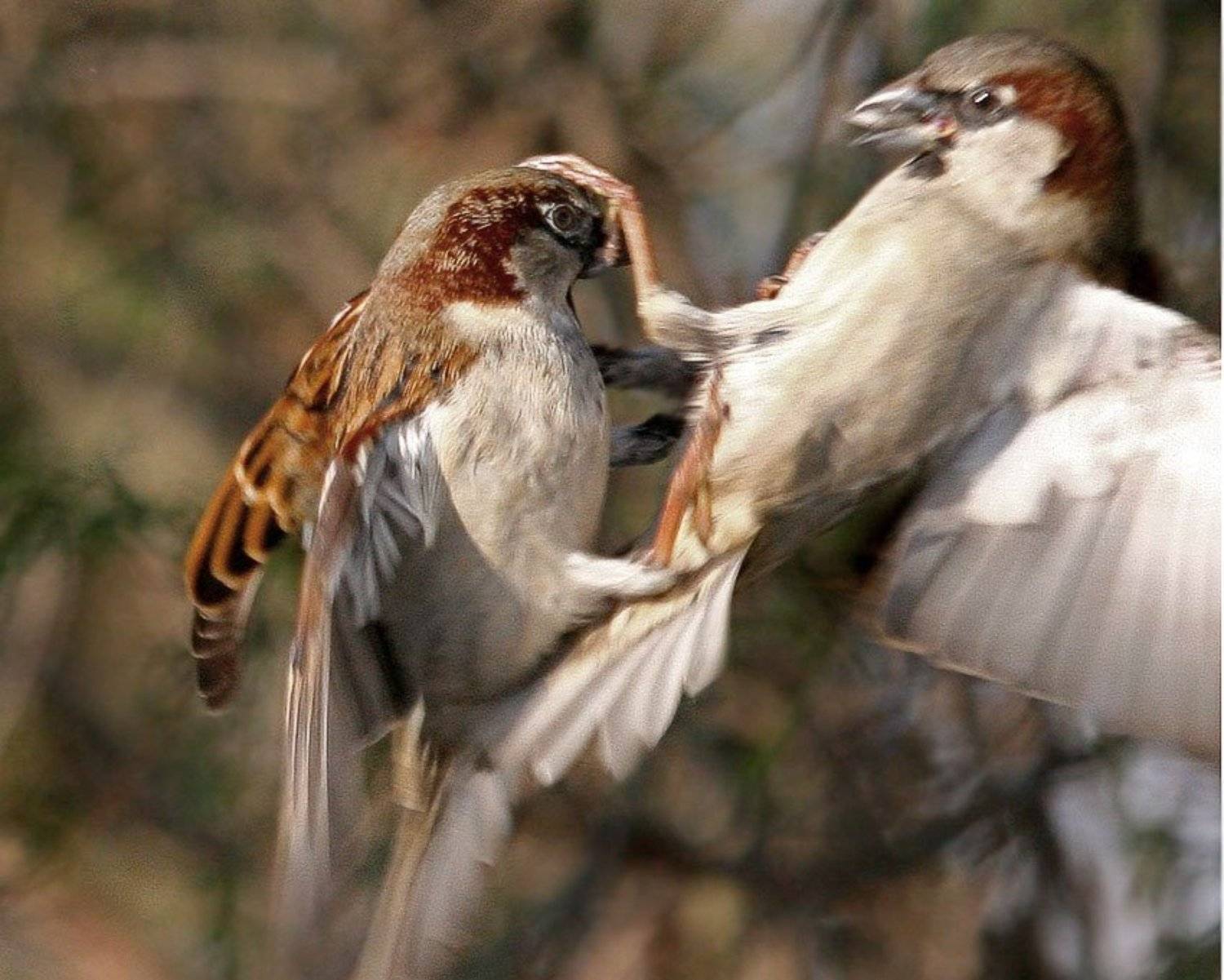, Владимир Кучеренко
