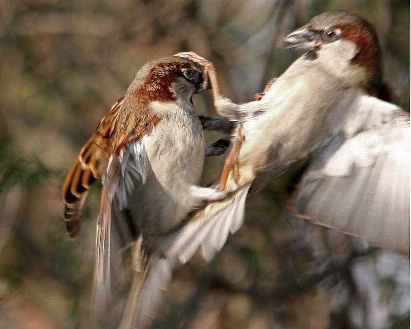 Запрещенный прием фото превью