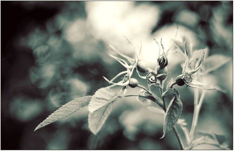 шиповник, природа, лето Шиповник фото превью