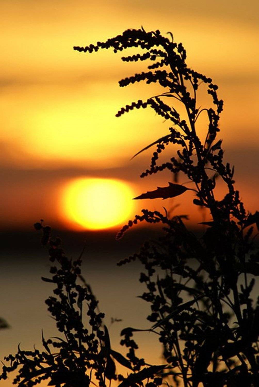 закат, полынь, Slaura