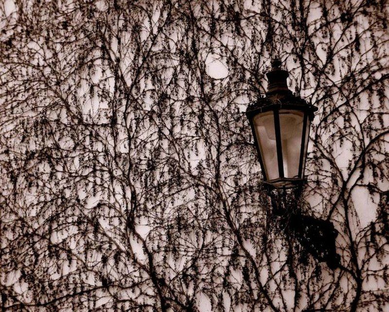 Ситец. фото превью