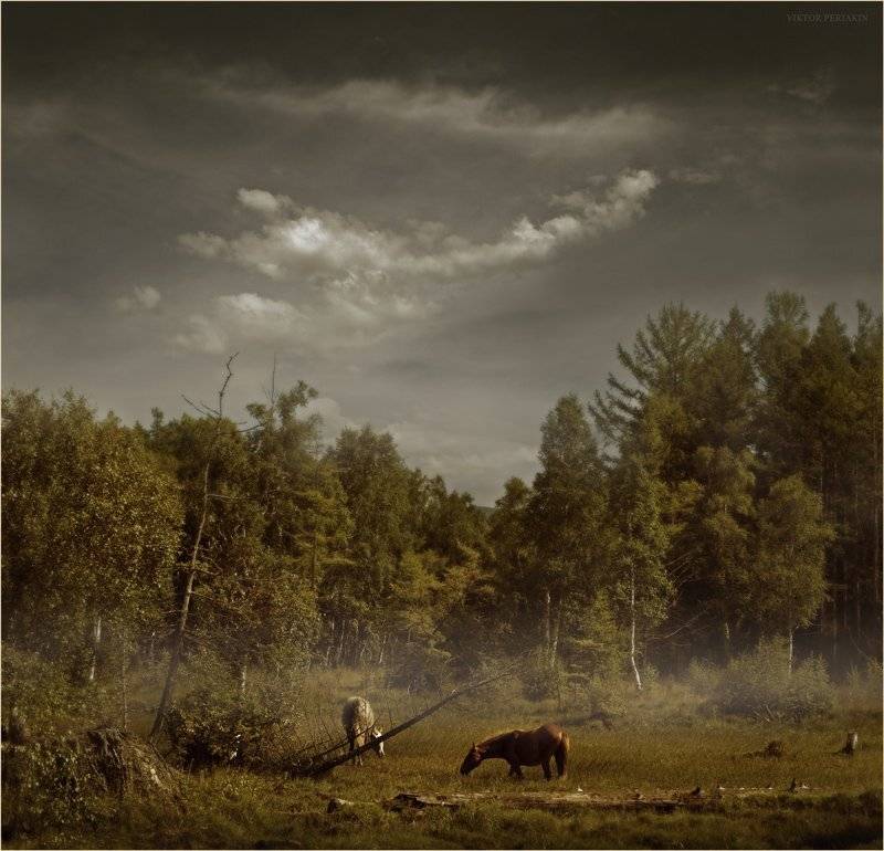берег, байкала, лошади, лес, болото, Виктор Перякин