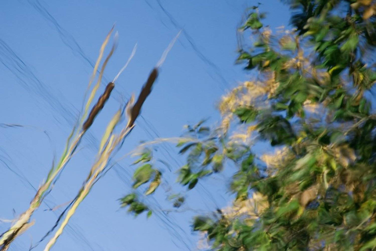 ветер,отражение,вода,камышь,красуи, Евгений Пугачев.