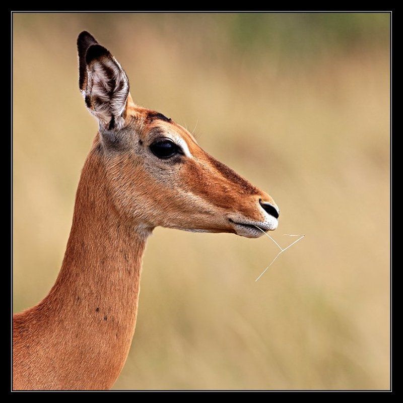 Портрет газели с травинкой фото превью