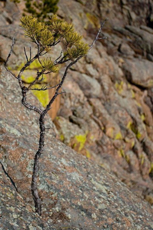 бурятия, меркиты, скала, сосна Школа выживания фото превью