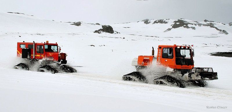 snou cat, антаркткика. Снежные Коты))) фото превью