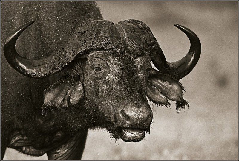 Портрет буйвола под дождем фото превью