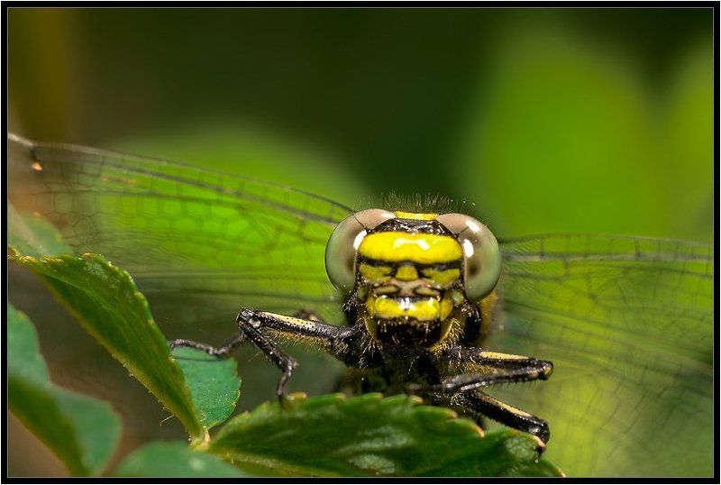 стрекоза Стрекоза фото превью