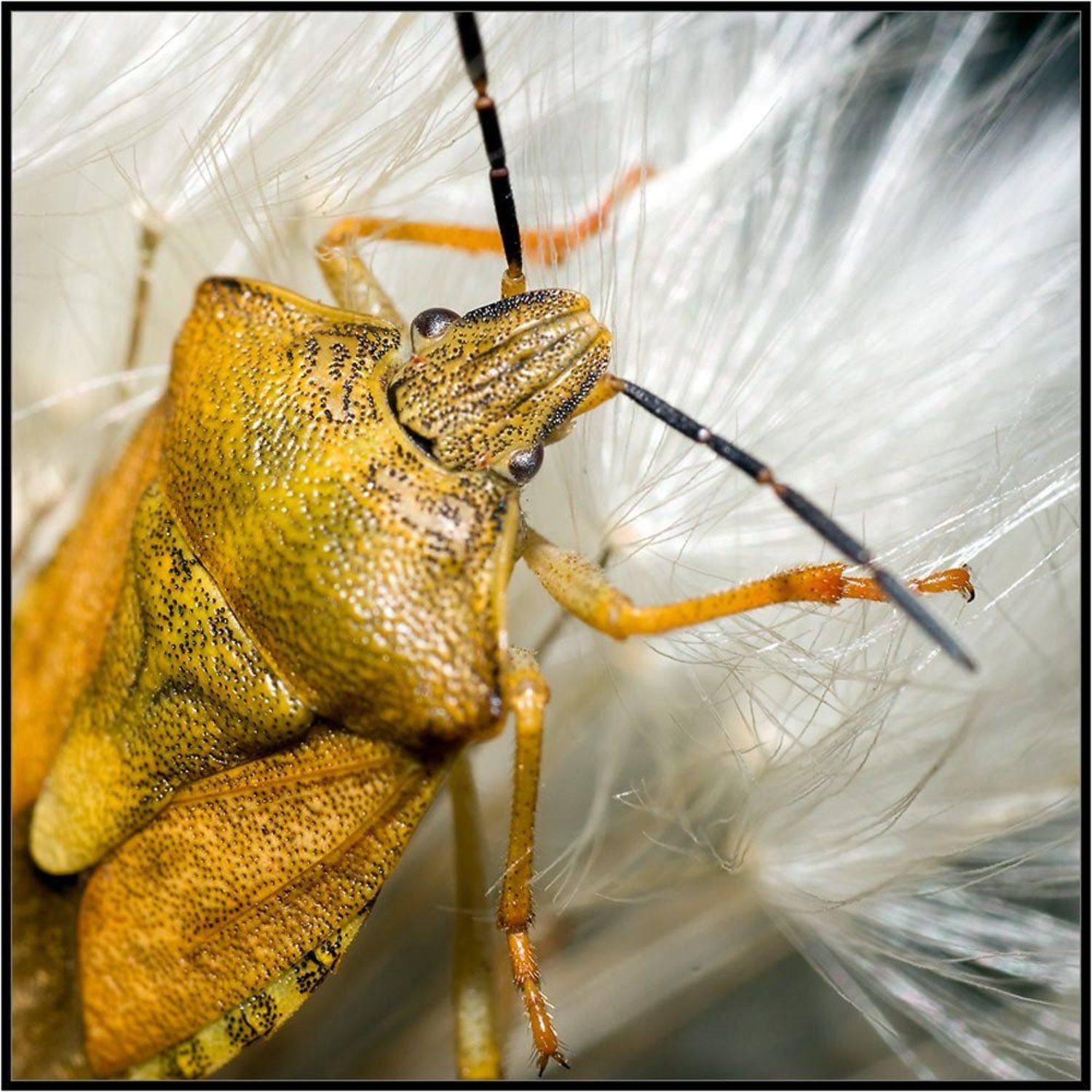 макро,клоп,жёлтый, Качурин Алексей