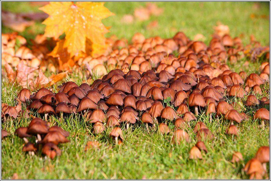 осень, лес, грибы, Григорий Иващенко