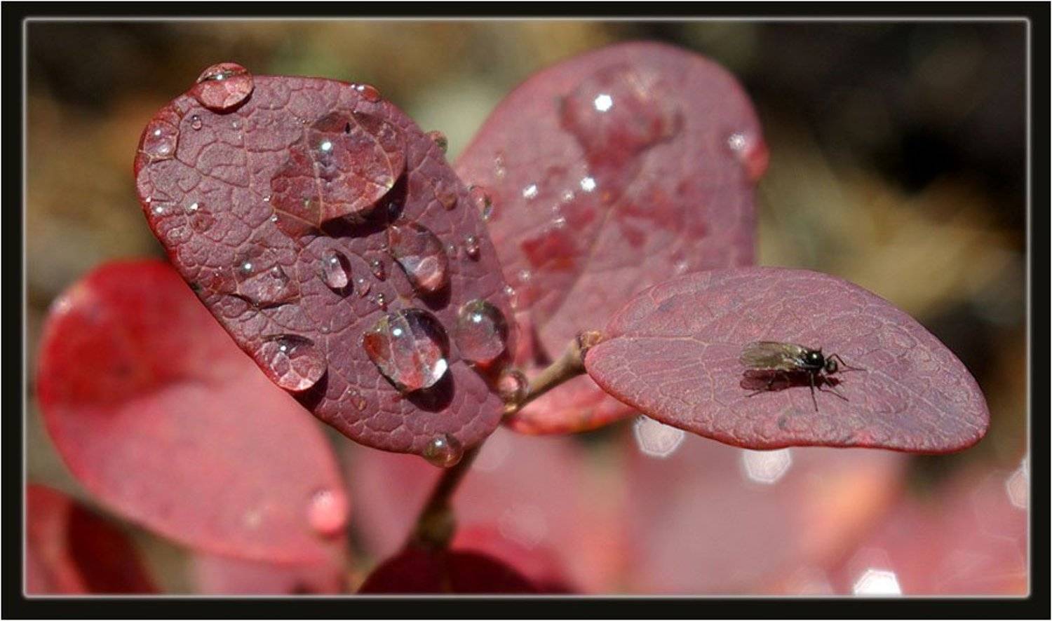 роса,голубичник, Солодухин Виктор
