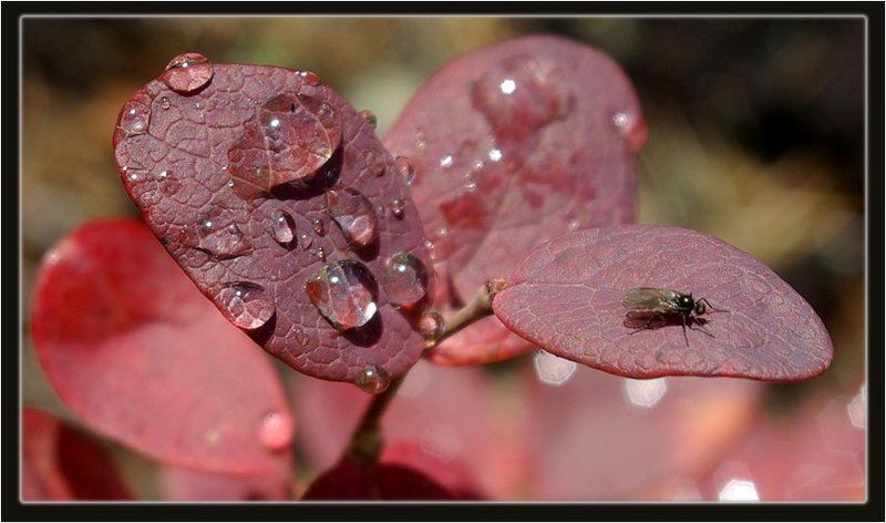 роса,голубичник Роса фото превью