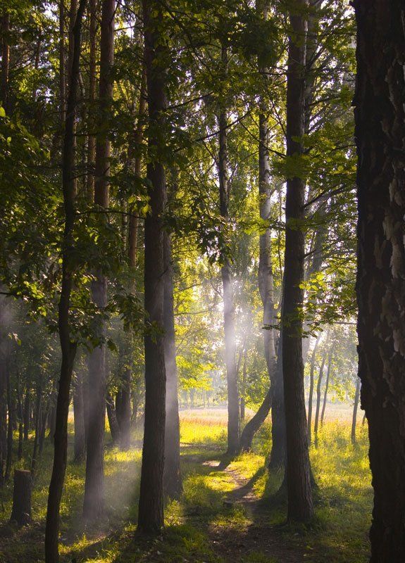Летние тропинки. фото превью