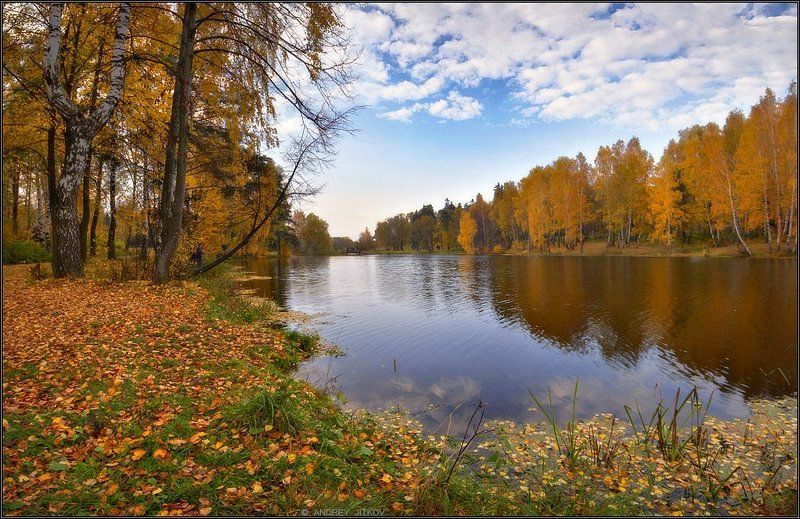 осень, захарово, пруд, пейзаж В разгар золотой осени.. фото превью