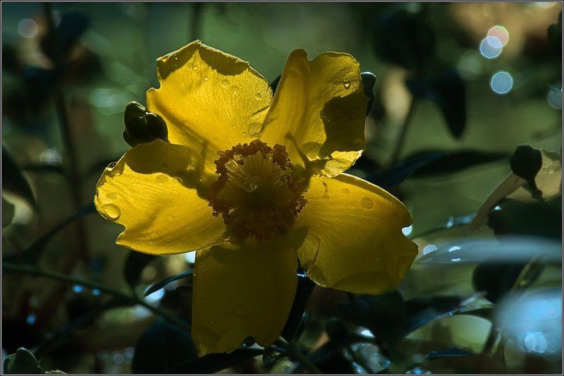 После дождя фото превью