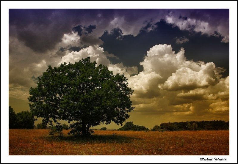 дерево фото превью