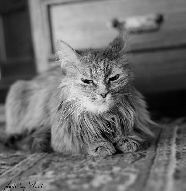 хозяин фото превью