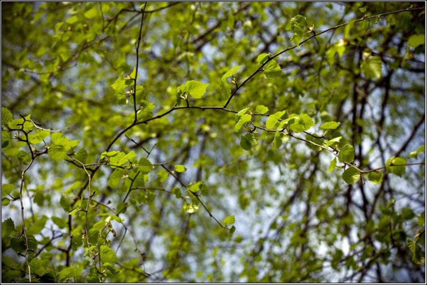 береза, листья, природа, зелень, Полина Грибанова