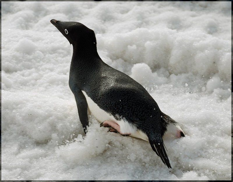 пингвин, антарктика, беллинсгаузен Кто сказал, что пингвины не летают... фото превью