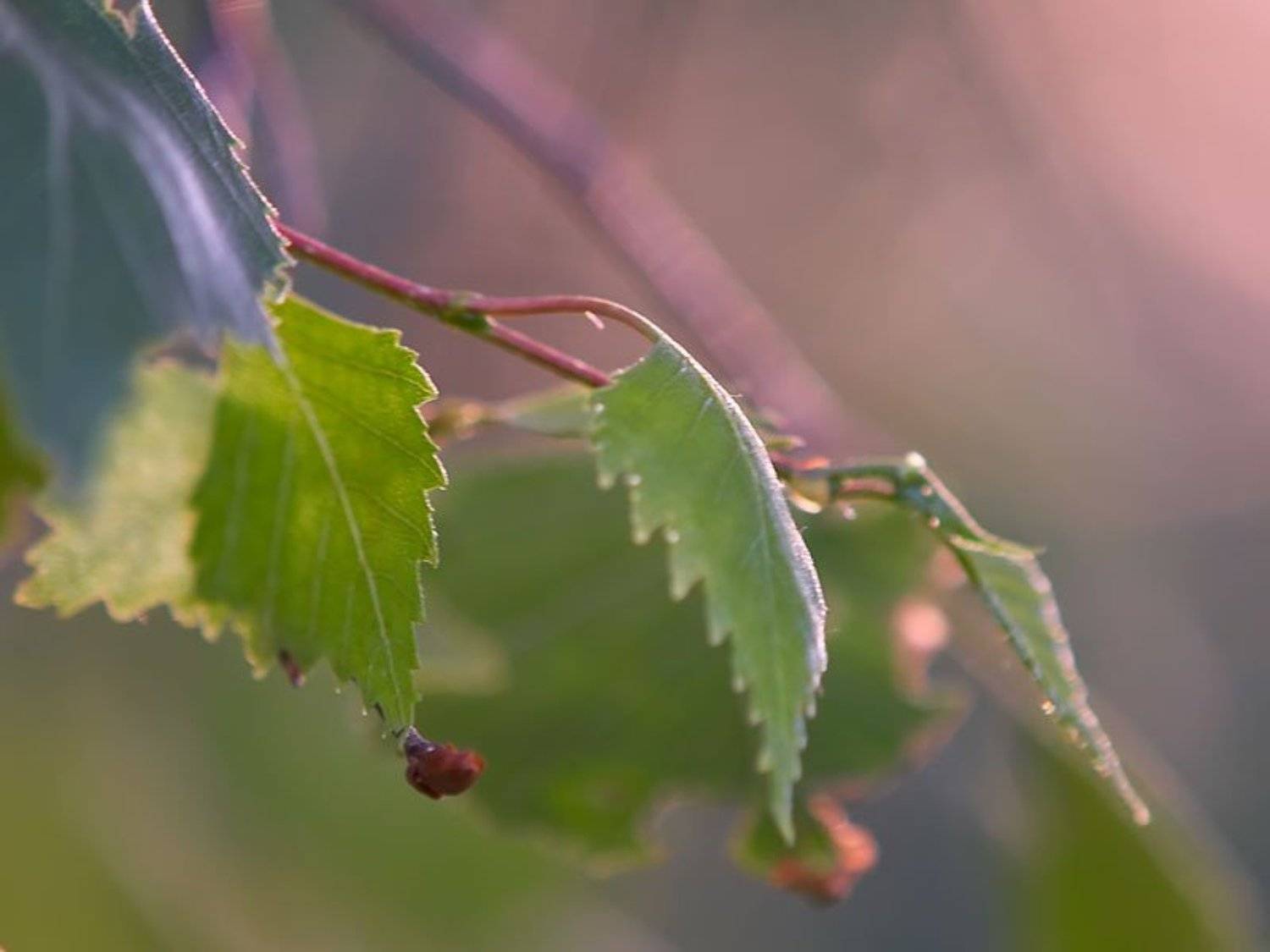 , Венцель Александр