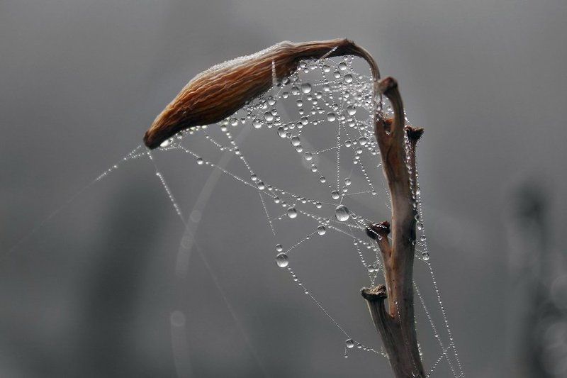 макро,паутинка,паутина,осень,лето,вода,утро,отражение,туман,уфа,башкирия,природа под тяжестью.. фото превью