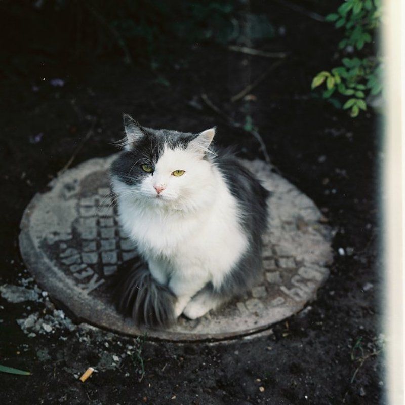 konophoto, пленка 6х6 черно-белый фото превью