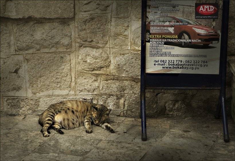 кошка, рекламный, штендер, старый, город, Виктор Перякин