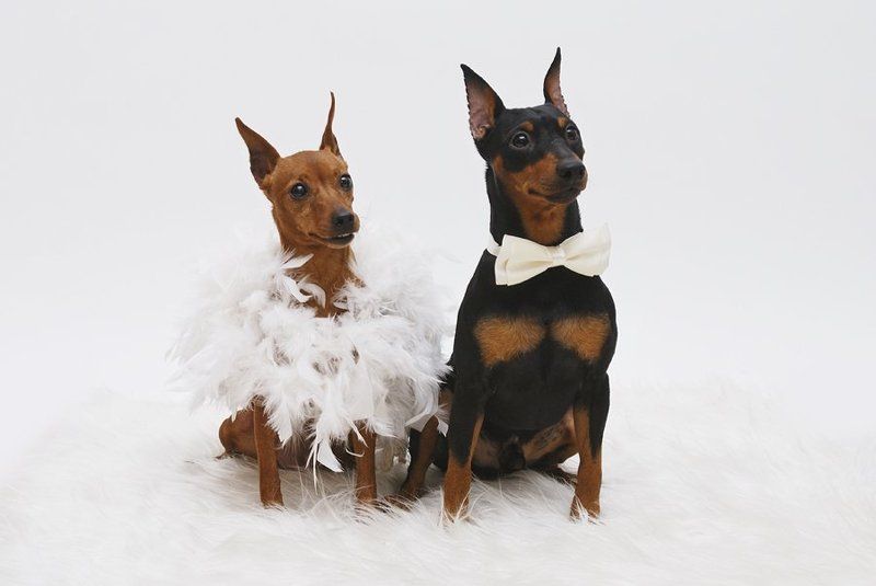 фотосессия, собак свадьба фото превью