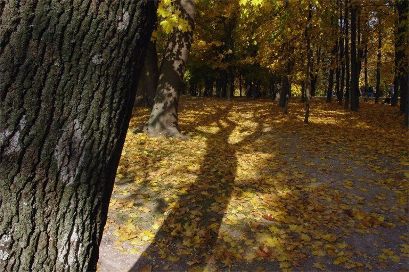 2008, autumn, color, fall, light, shadow, tree, коломенское, дерево, листва, осень, свет, тень, цвет, цифра  фото превью