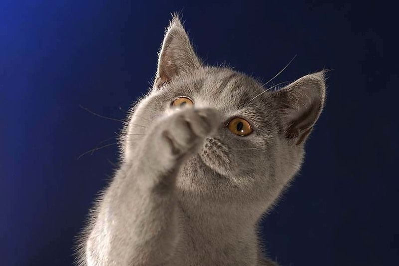 кошка Дай-ка объектив протру! фото превью