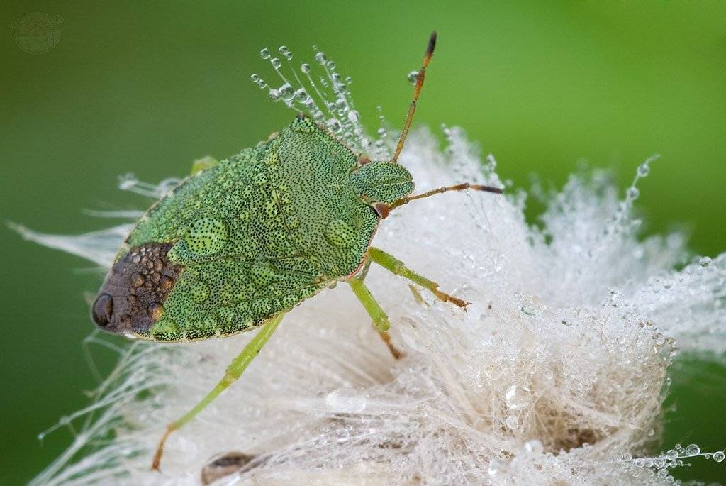 клоп, макро, щитник, Amazon-san