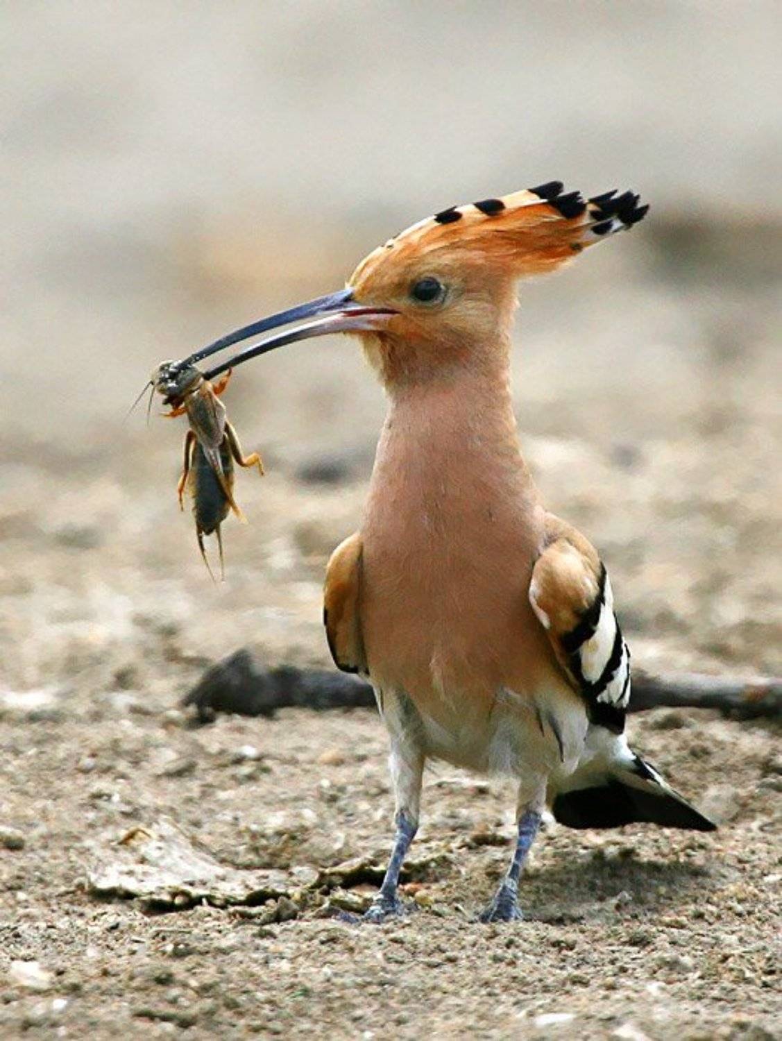 , Владимир Кучеренко