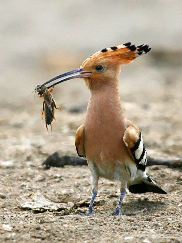 Я вам тут весточку от Фокса притаранил.. фото превью