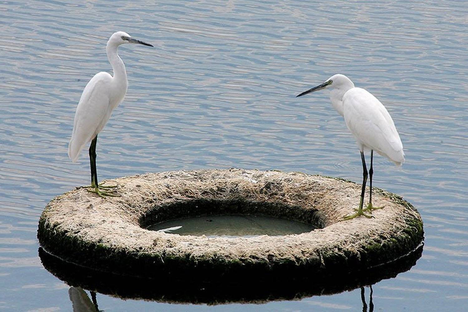 , Владимир Кучеренко